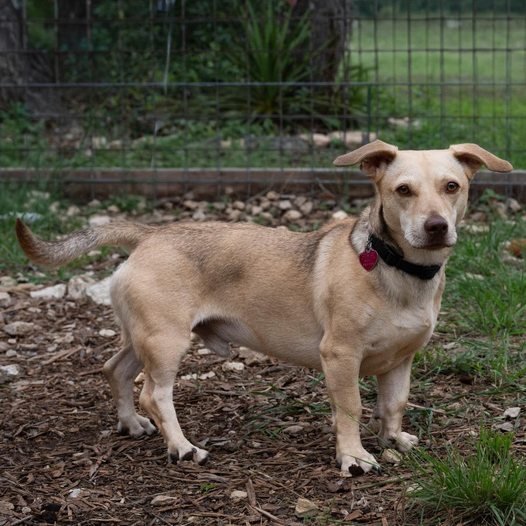 Enlarge Frankie, a Adoptable mixed breed in Wimberley, TX image 6/6