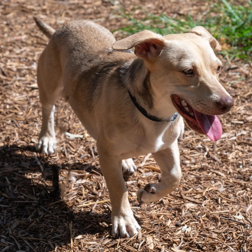 Enlarge Frankie, a Adoptable mixed breed in Wimberley, TX image 5/6