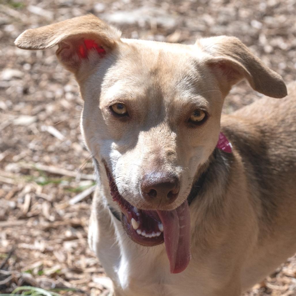 Enlarge Frankie, a Adoptable mixed breed in Wimberley, TX image 6/6