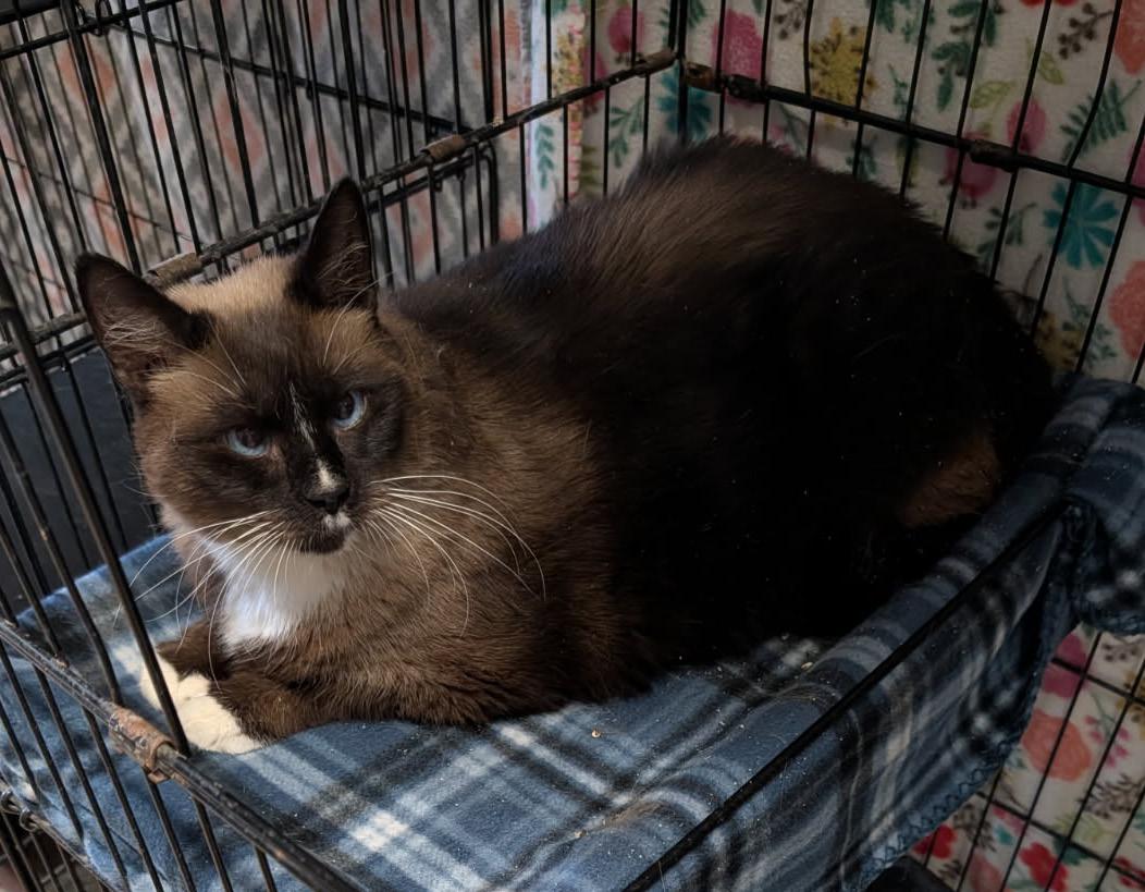 Enlarge Elsa (Spayed), an adopted Siamese in Marietta, OH image 2/6