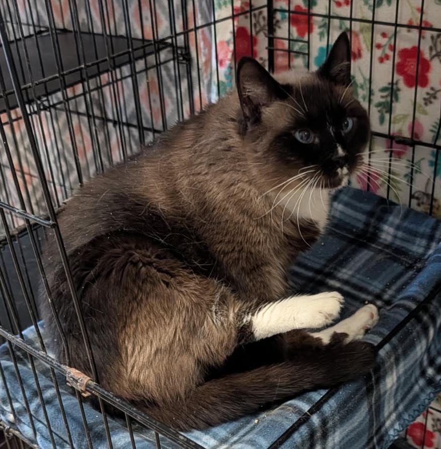 Enlarge Elsa (Spayed), an adopted Siamese in Marietta, OH image 5/6
