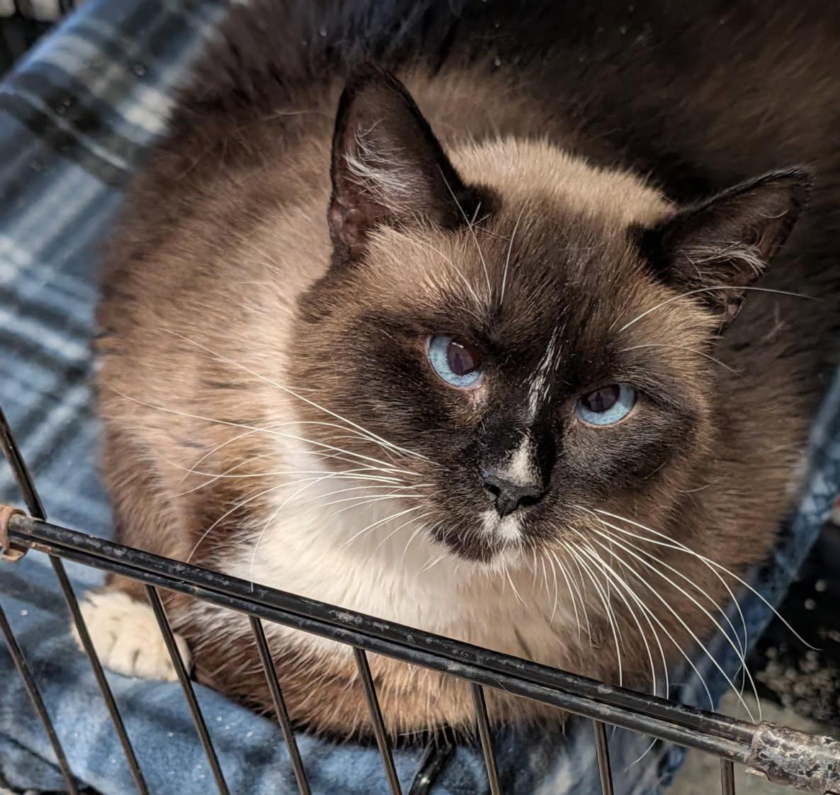 Enlarge Elsa (Spayed), an adopted Siamese in Marietta, OH image 6/6