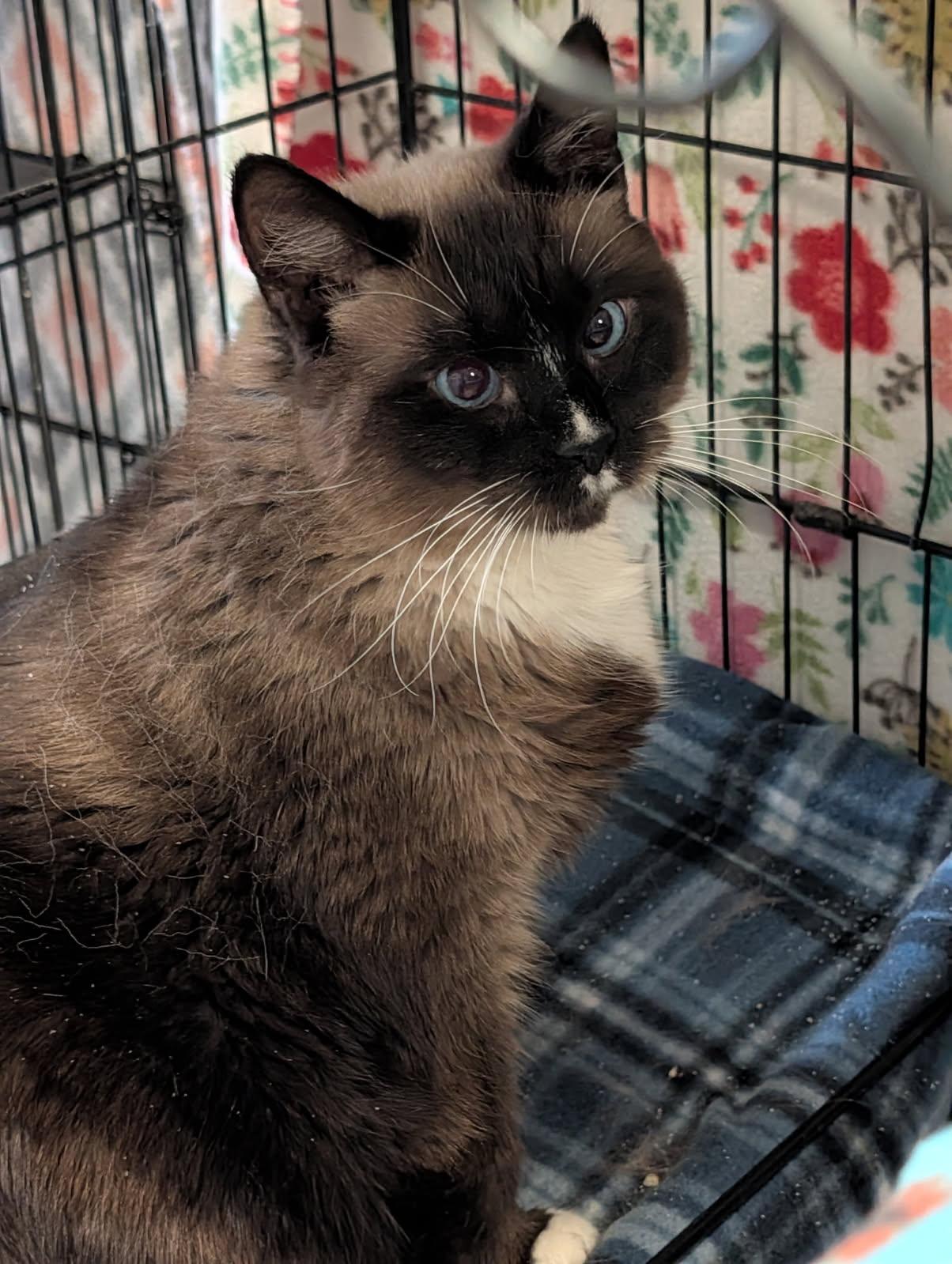 Enlarge Elsa (Spayed), an adopted Siamese in Marietta, OH image 4/6
