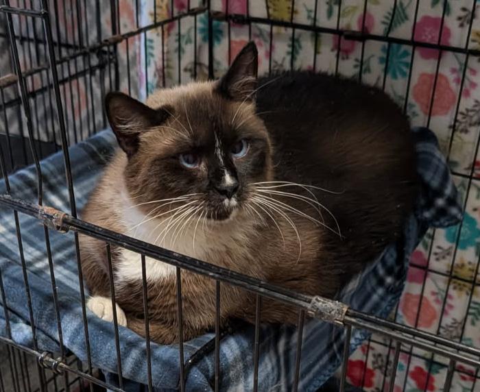 Enlarge Elsa (Spayed), an adopted Siamese in Marietta, OH image 1/6