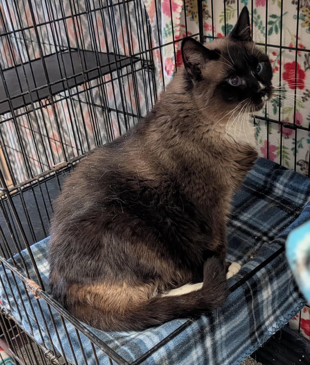 Enlarge Elsa (Spayed), an adopted Siamese in Marietta, OH image 3/6