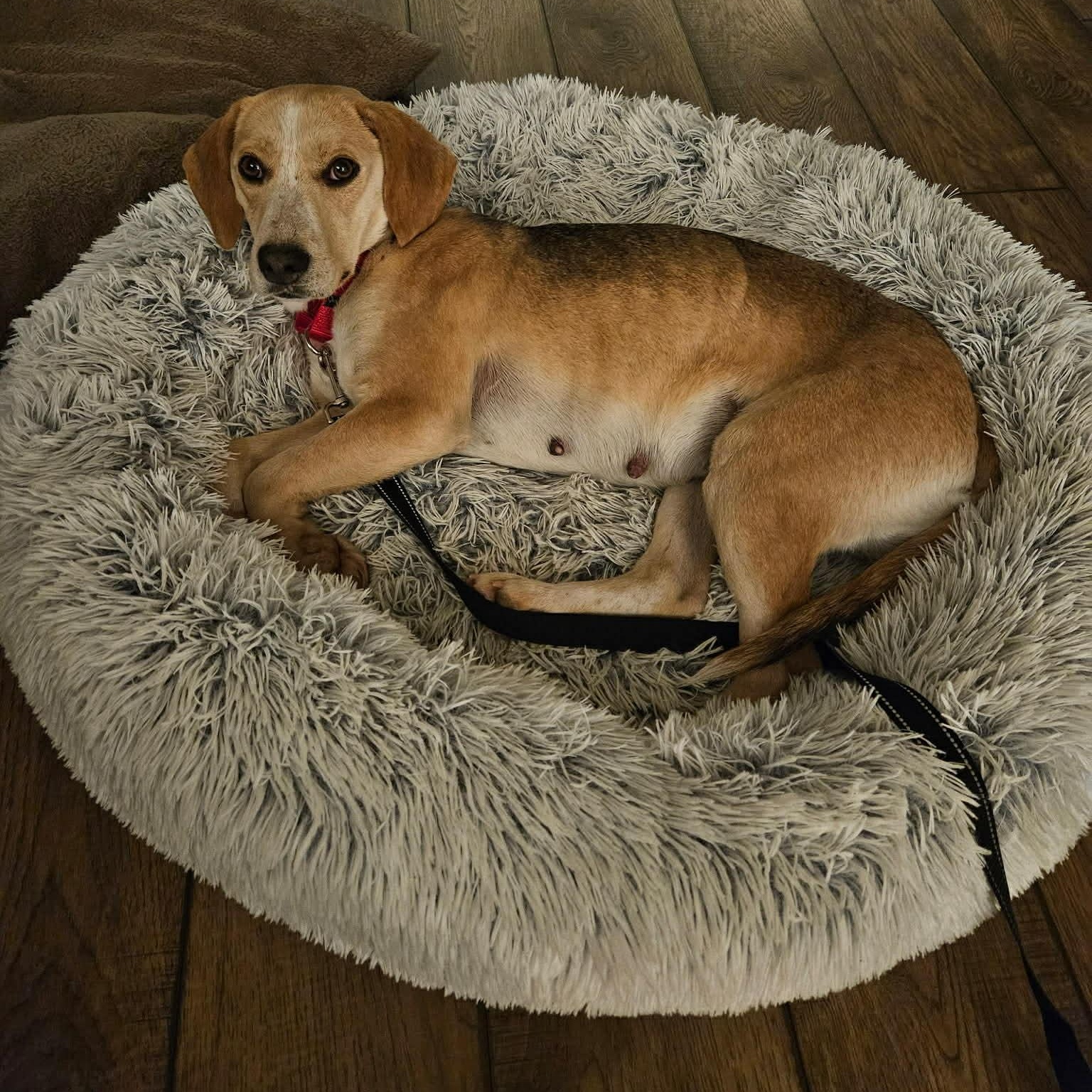 Enlarge Rosalie, a ADOPTABLE mixed breed in Lexington, KY image 2/2