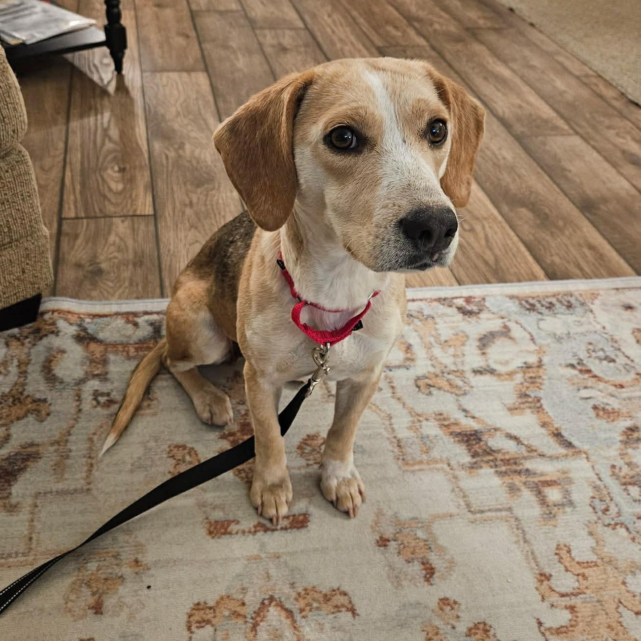 Rosalie, ADOPTABLE, Adult Female Beagle.