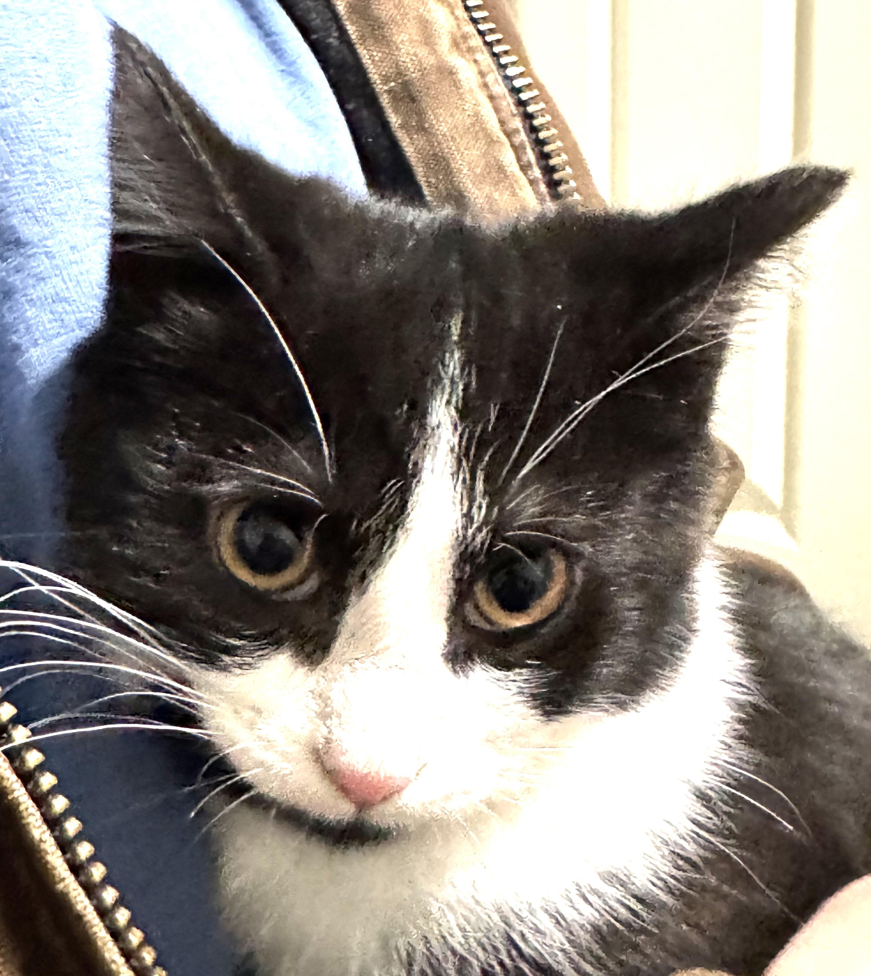 Enlarge Tika, shy but playful handsome baby!, a ADOPTABLE mixed breed in Bonney Lake, WA image 2/4