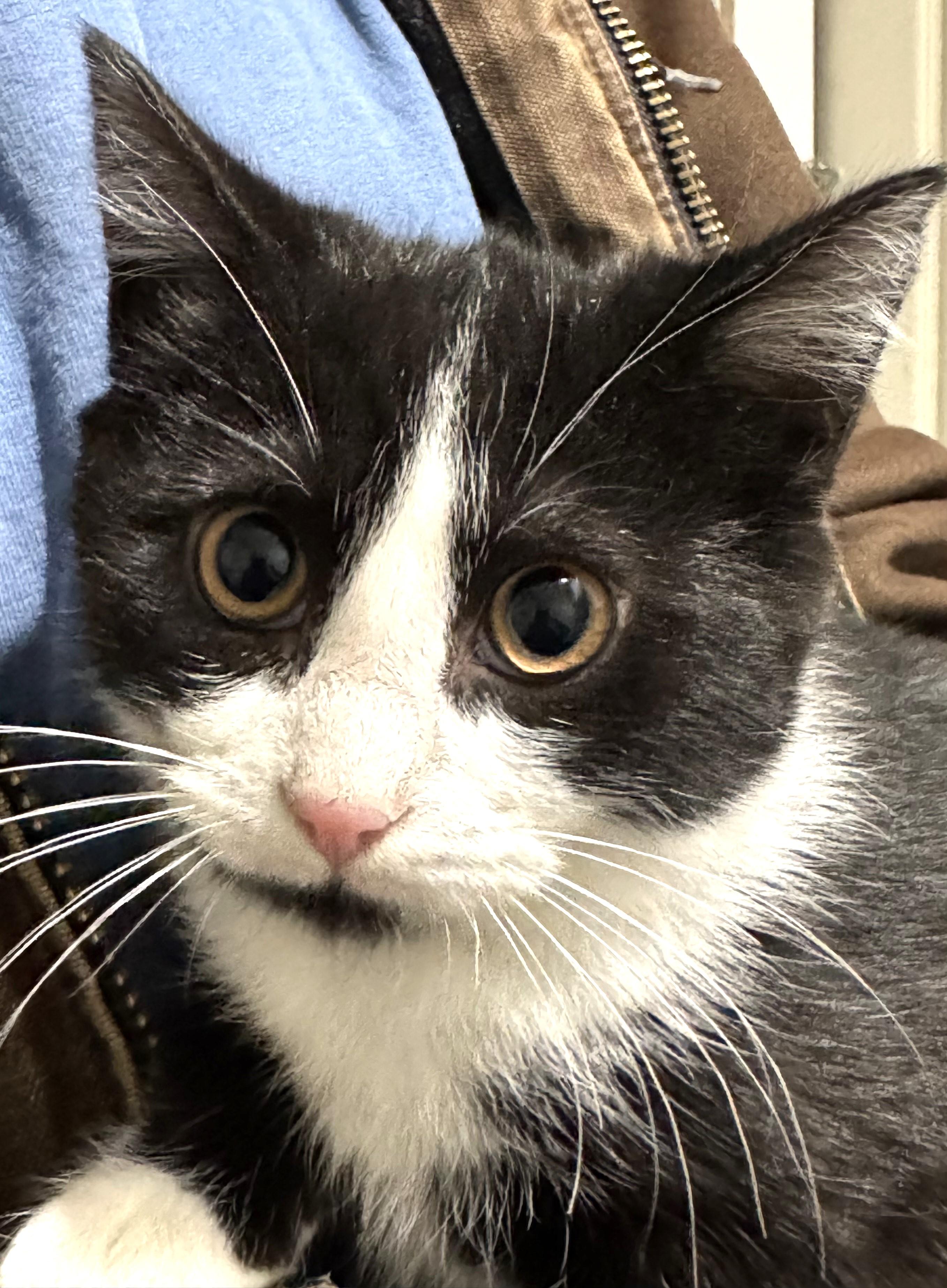 Enlarge Tika, shy but playful handsome baby!, a ADOPTABLE mixed breed in Bonney Lake, WA image 3/4