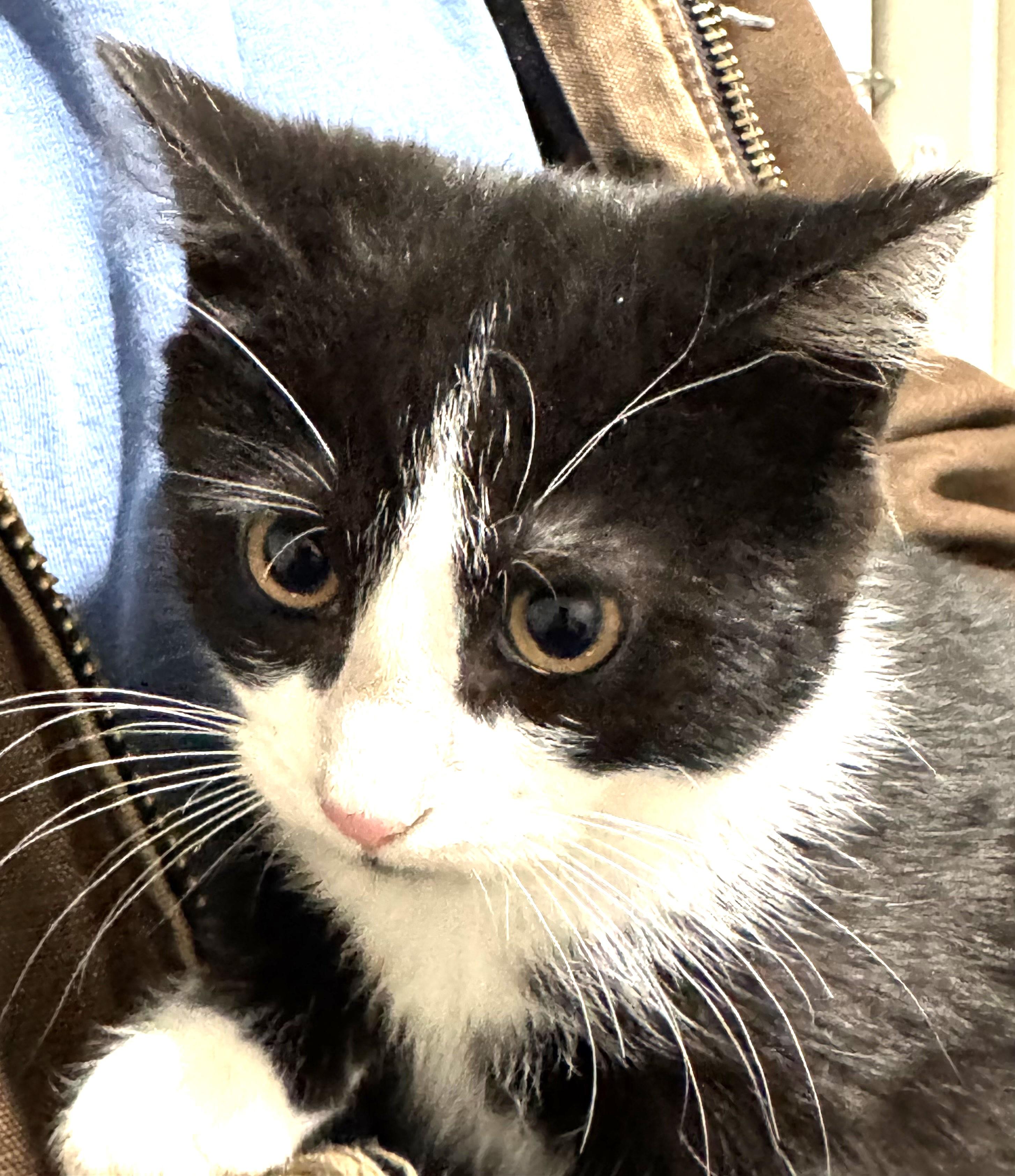 Enlarge Tika, shy but playful handsome baby!, a ADOPTABLE mixed breed in Bonney Lake, WA image 1/4