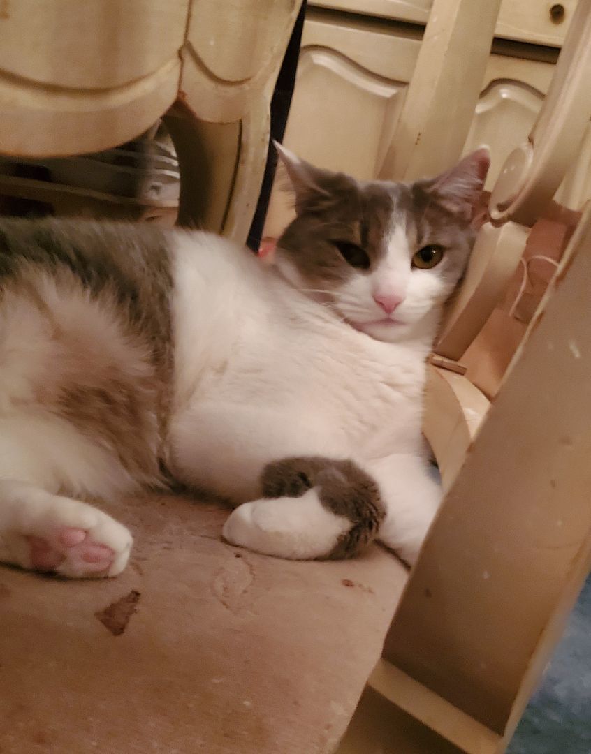 KITTY