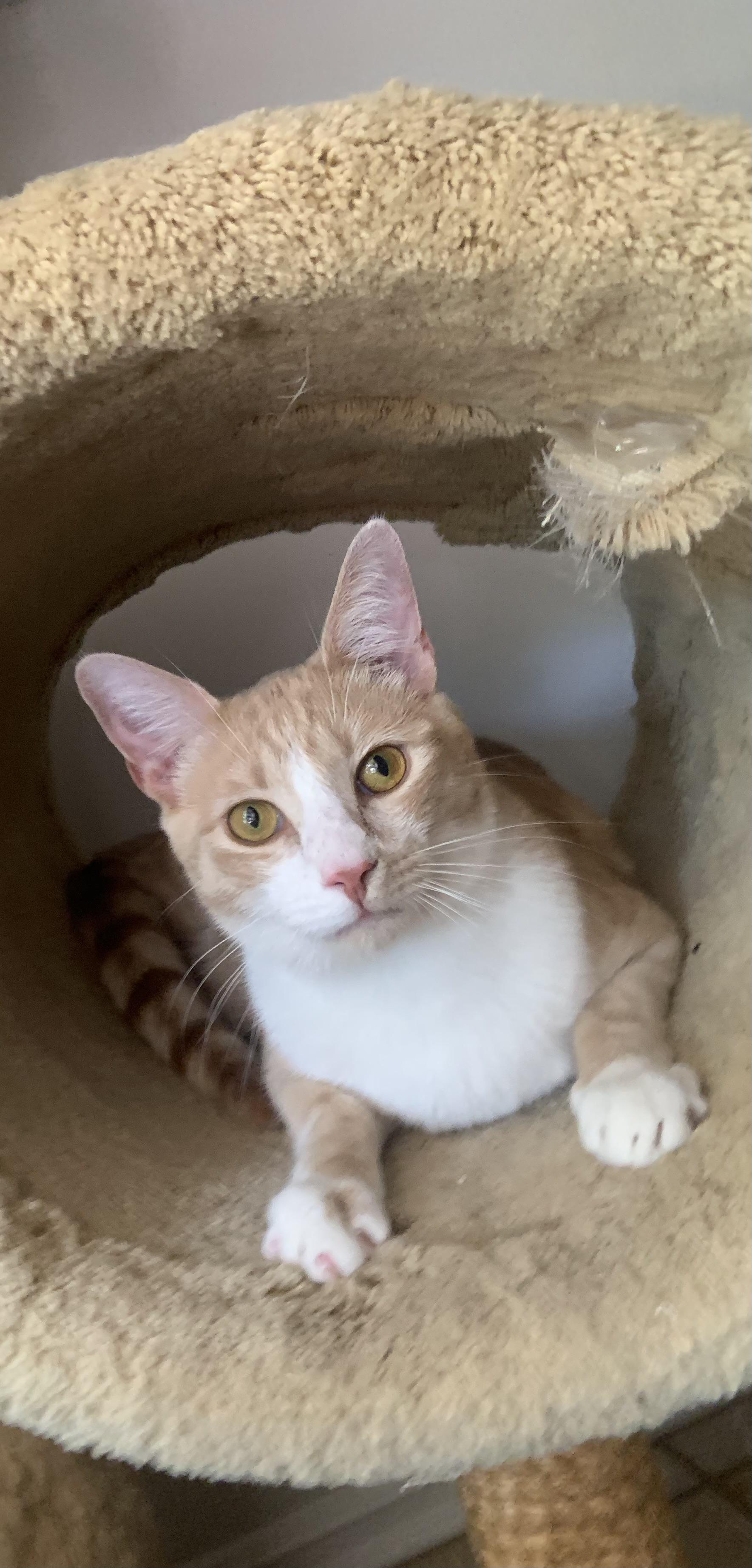 Loki, a ADOPTABLE Domestic Short Hair in Santa Clarita, CA image 2/6