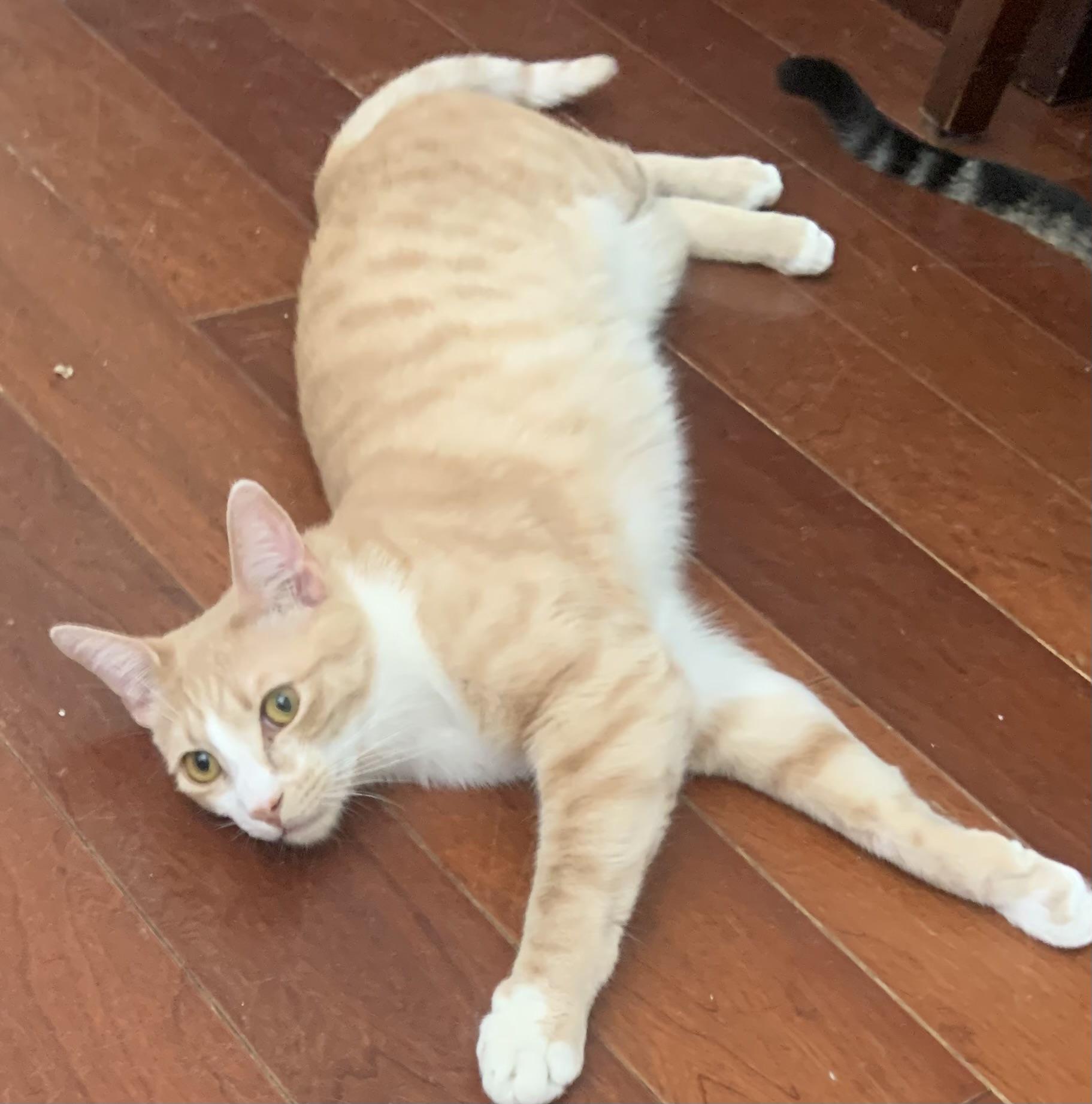 Loki, a ADOPTABLE Domestic Short Hair in Santa Clarita, CA image 4/6