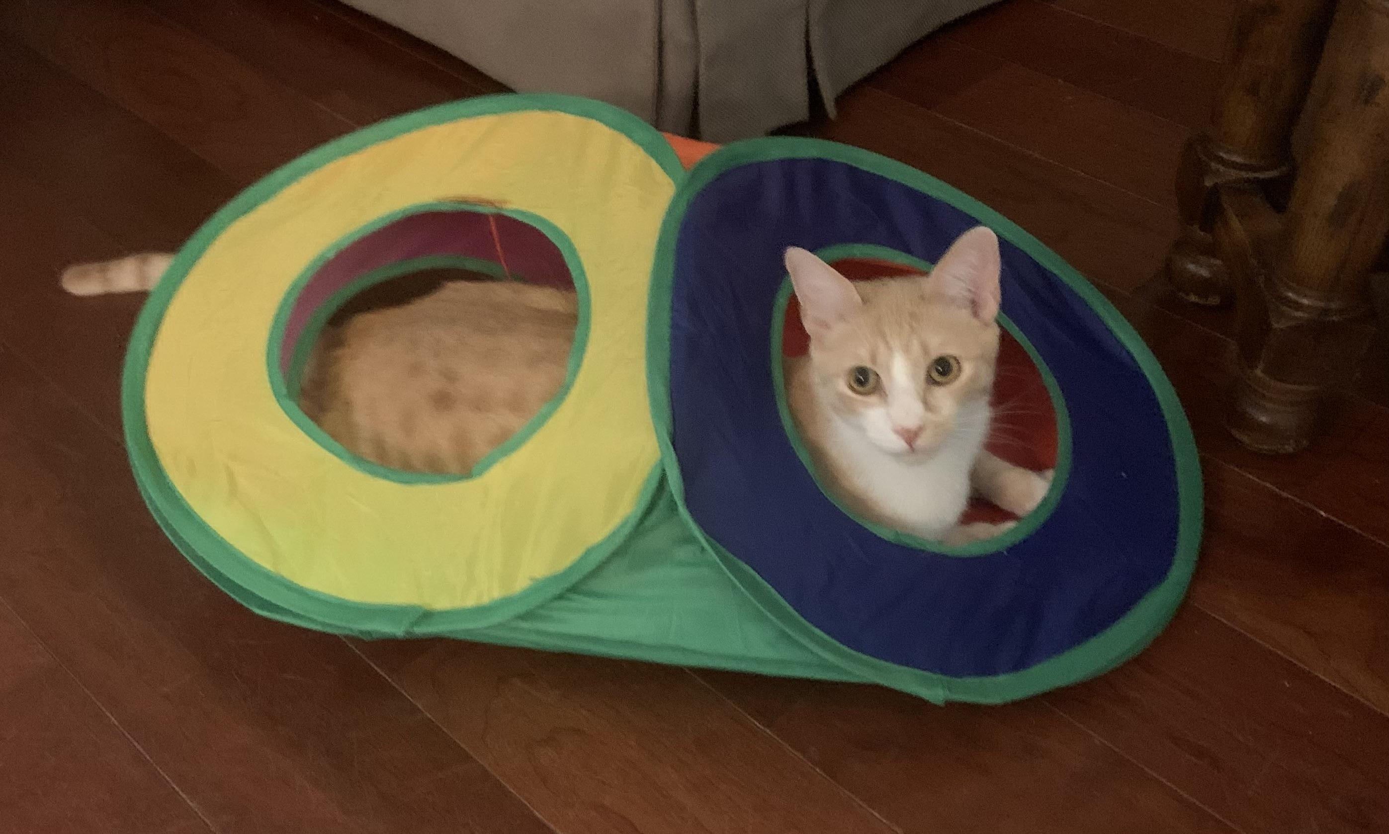 Loki, a ADOPTABLE Domestic Short Hair in Santa Clarita, CA image 6/6