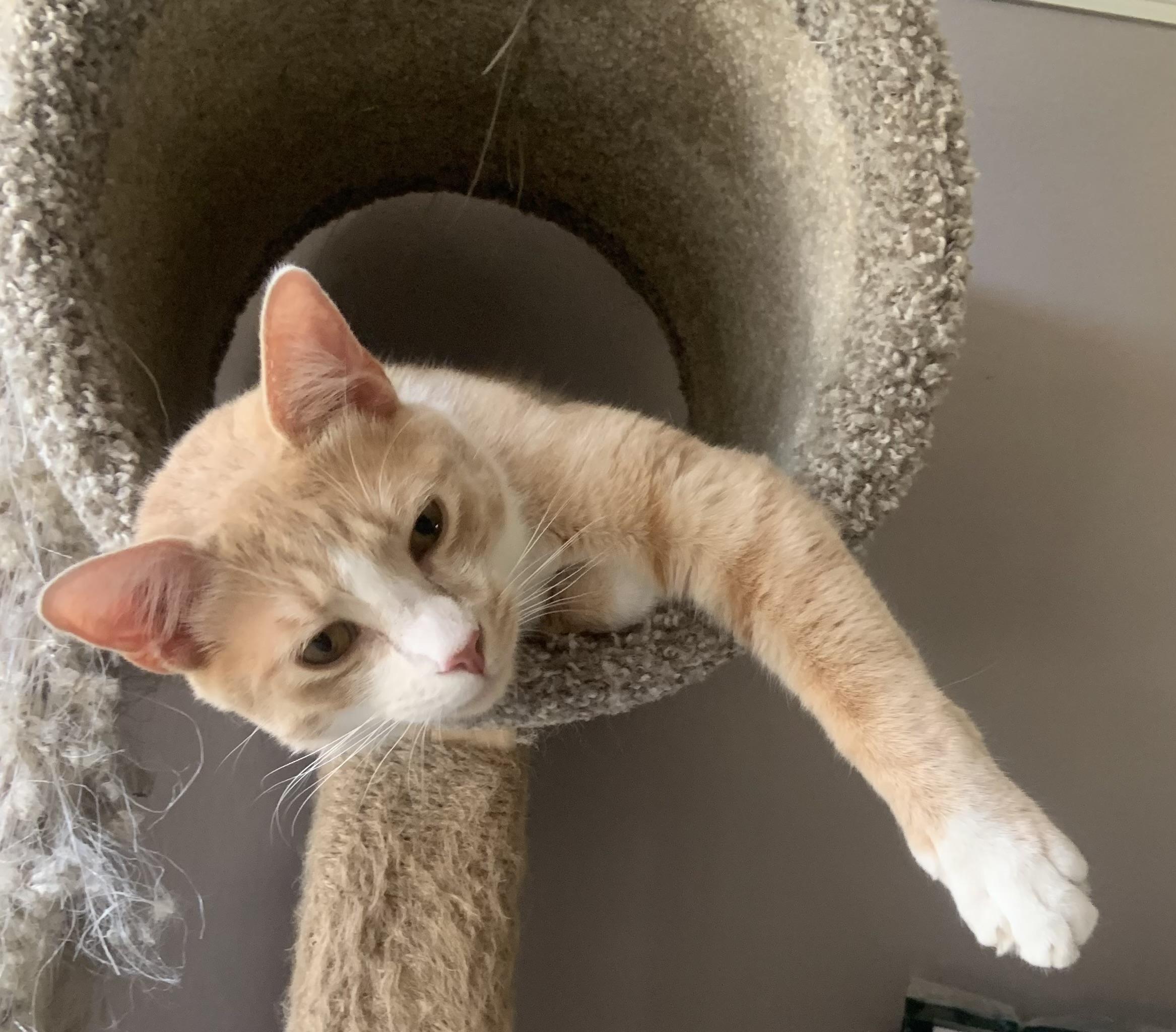 Loki, a ADOPTABLE Domestic Short Hair in Santa Clarita, CA image 3/6