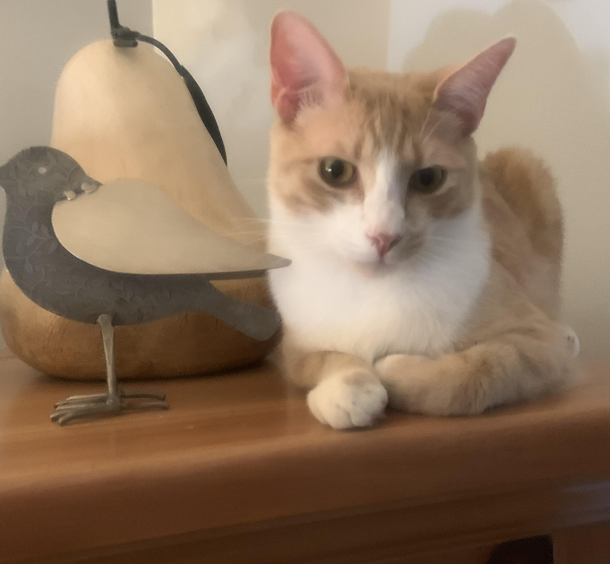 Loki, a ADOPTABLE Domestic Short Hair in Santa Clarita, CA image 5/6