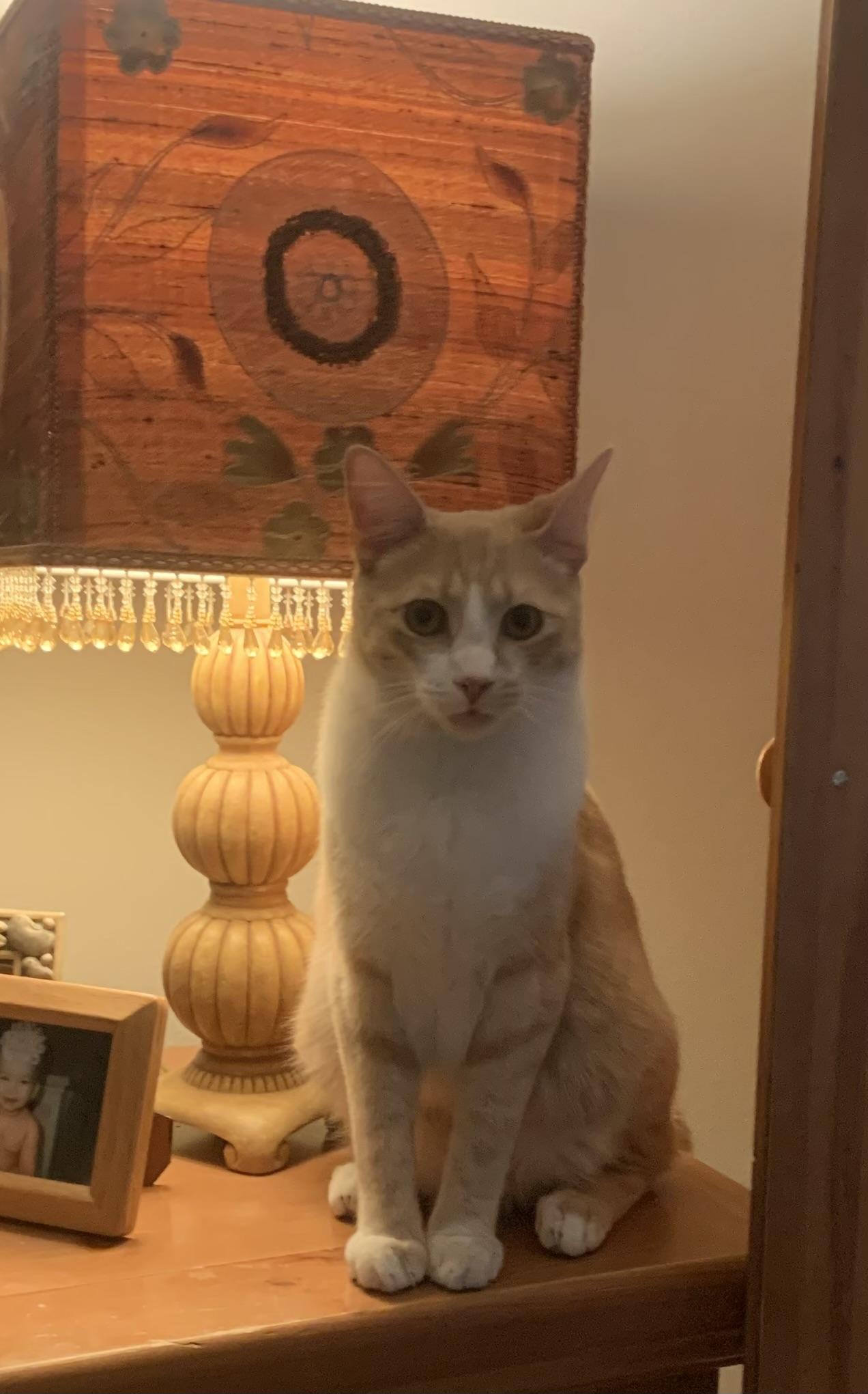 Loki, ADOPTABLE, Young Male Domestic Short Hair.