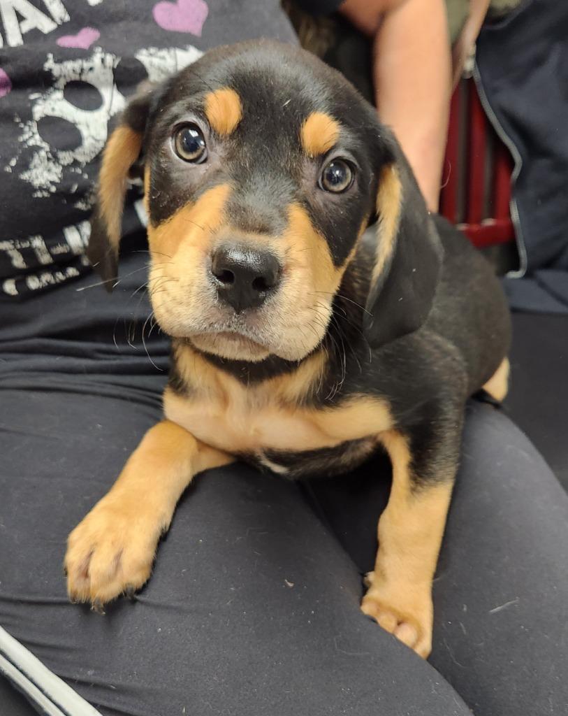 Diesel, Adoptable, Puppy Male Rottweiler.