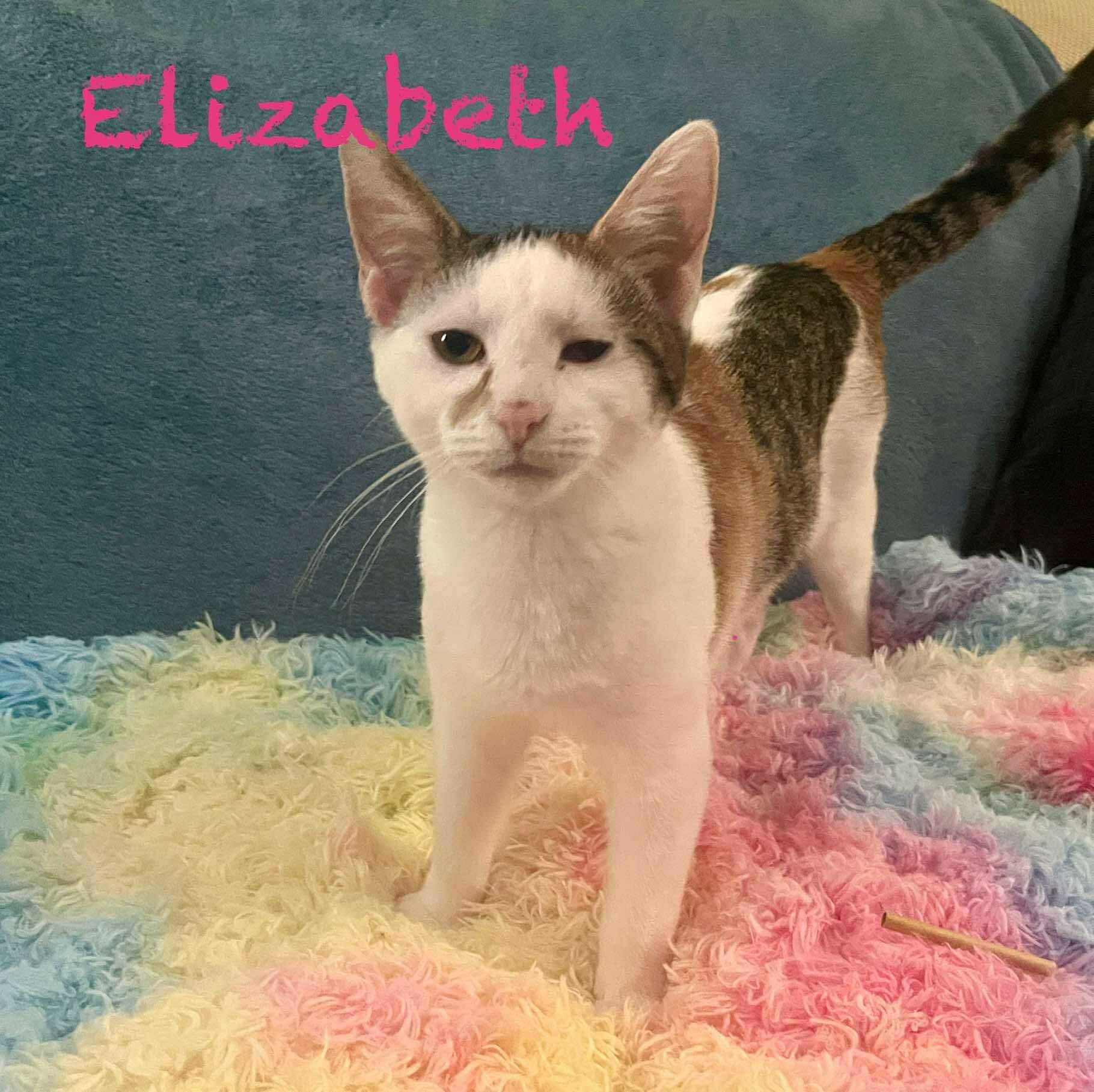Enlarge Elizabeth, a Adoptable Calico in Pekin, IL image 1/2
