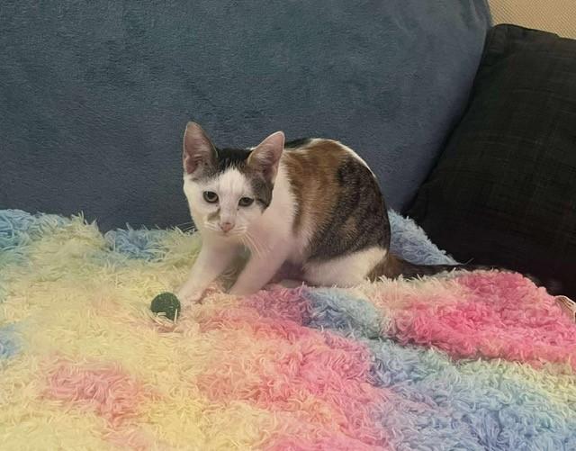 Enlarge Elizabeth, a Adoptable Calico in Pekin, IL image 2/2