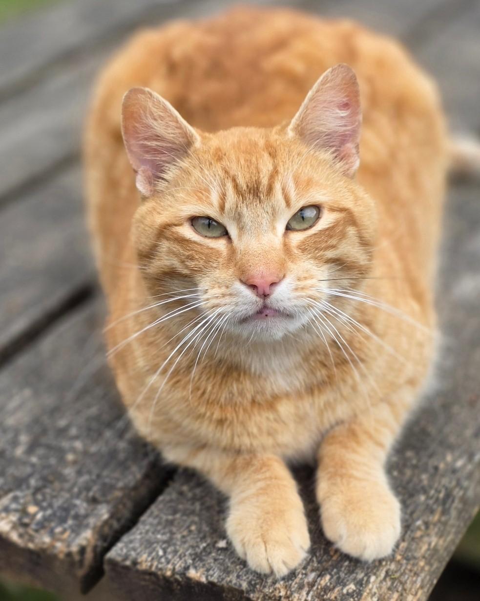 Enlarge Chomper, a ADOPTABLE mixed breed in Oakville, WA image 2/4