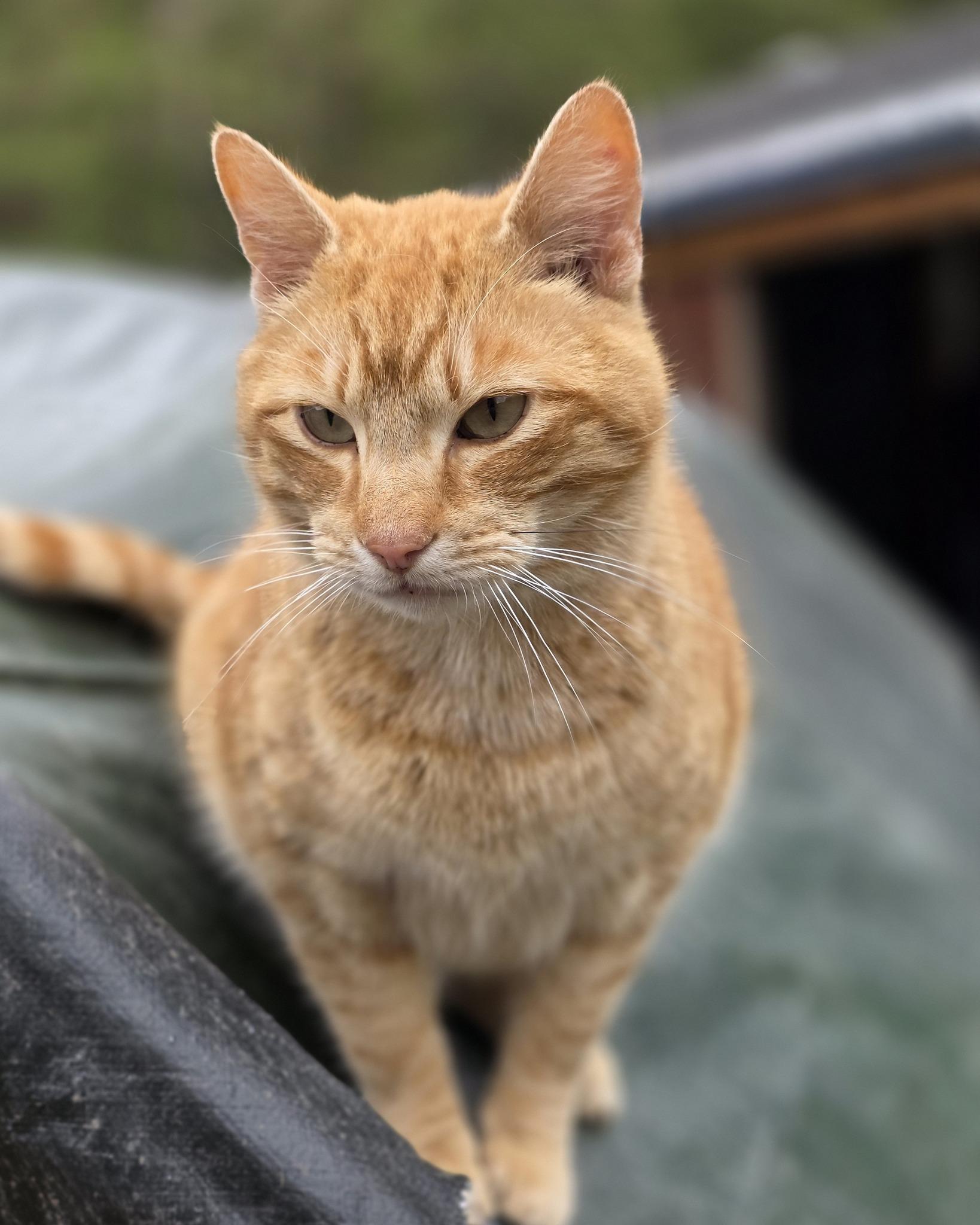 Enlarge Chomper, a ADOPTABLE mixed breed in Oakville, WA image 4/4