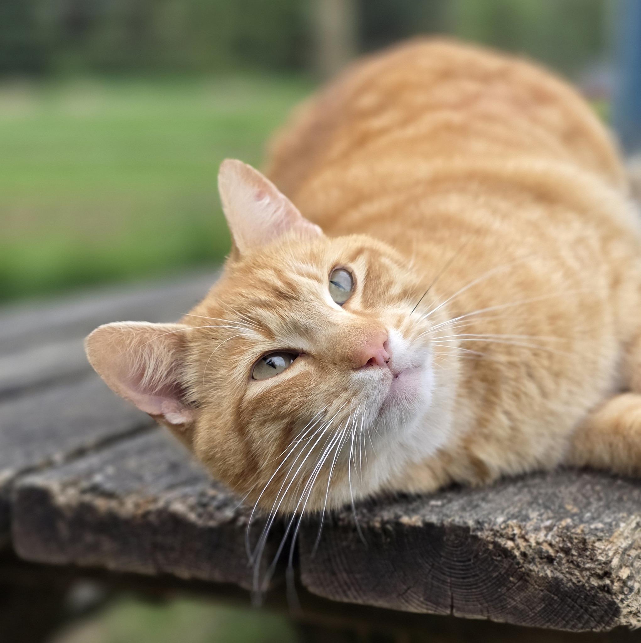 Chomper, ADOPTABLE, Adult Male Domestic Short Hair.