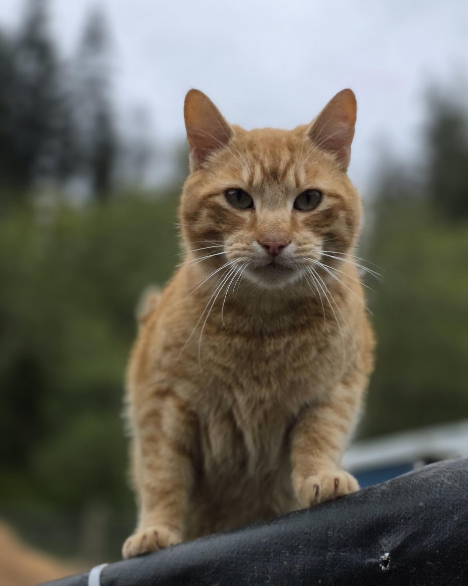 Enlarge Chomper, a ADOPTABLE mixed breed in Oakville, WA image 3/4
