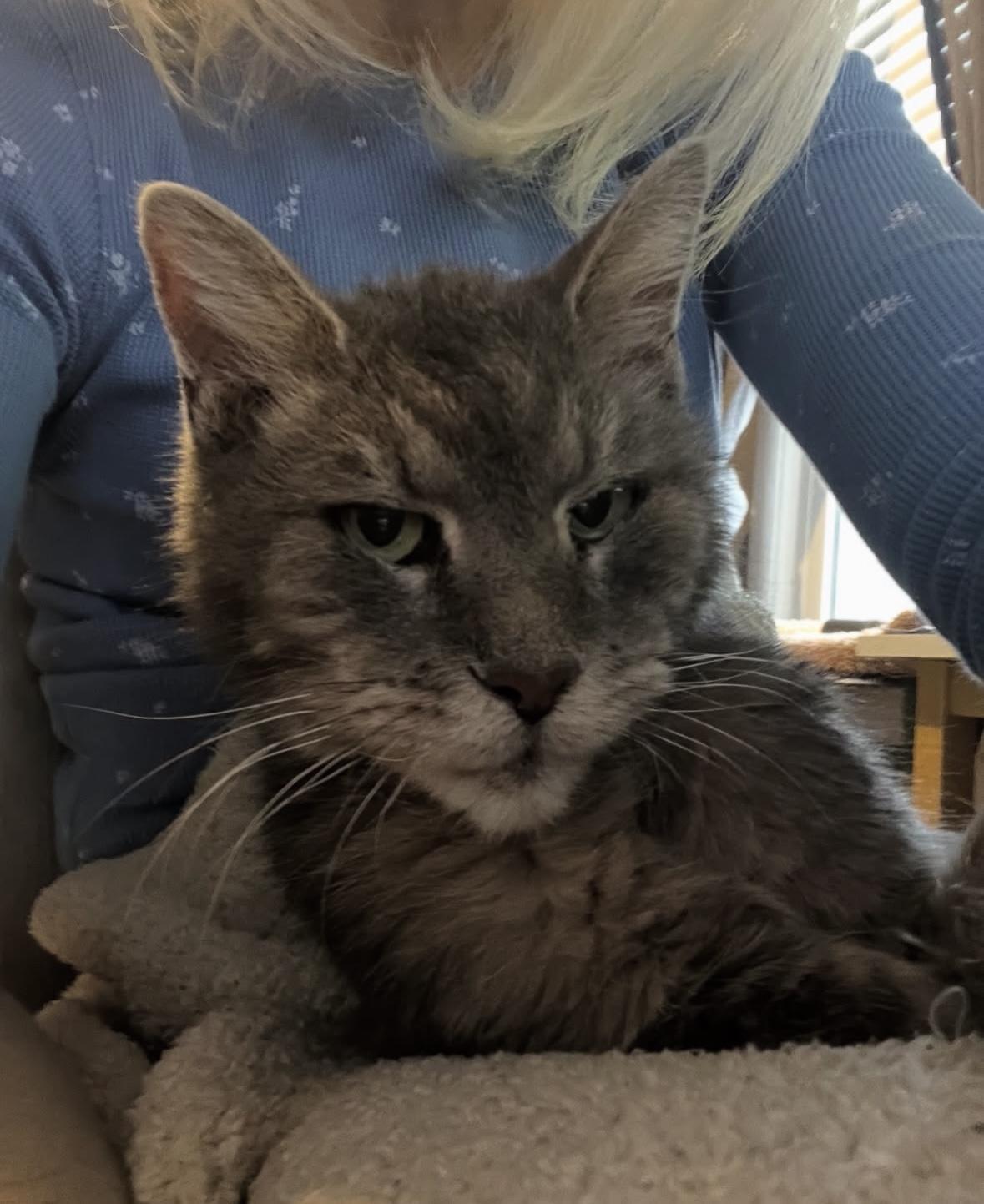 Flint, Senior Male Domestic Medium Hair