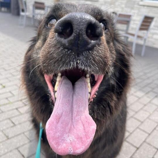 Fuzwald, Adoptable, Adult Male Shepherd.