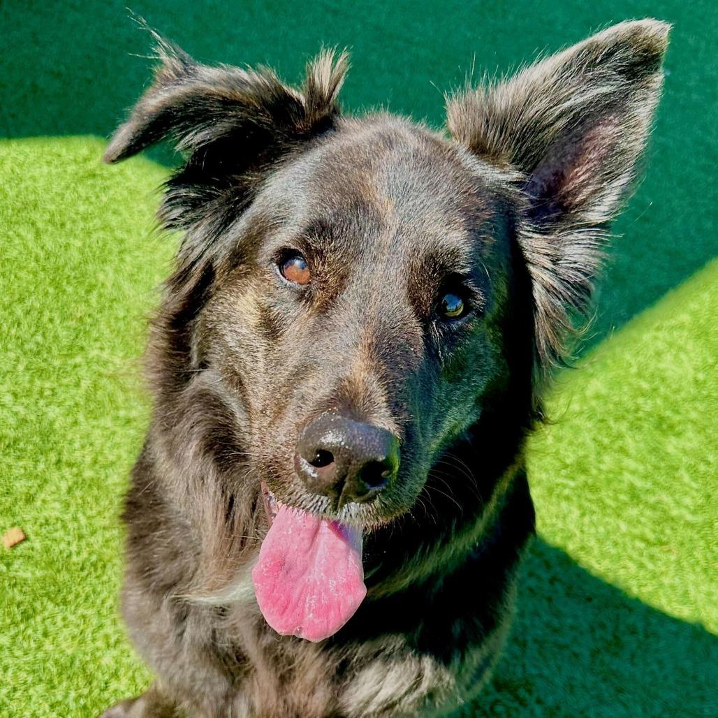 Enlarge Fuzwald, a Adoptable Shepherd in Matteson, IL image 1/3