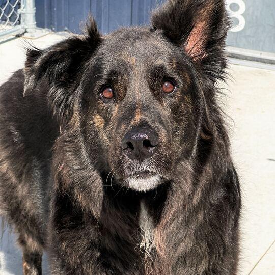 Enlarge Fuzwald, a Adoptable Shepherd in Matteson, IL image 2/3