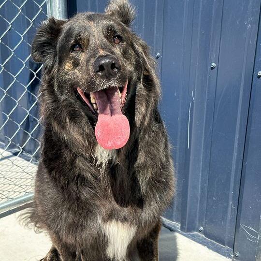 Enlarge Fuzwald, a Adoptable Shepherd in Matteson, IL image 3/3