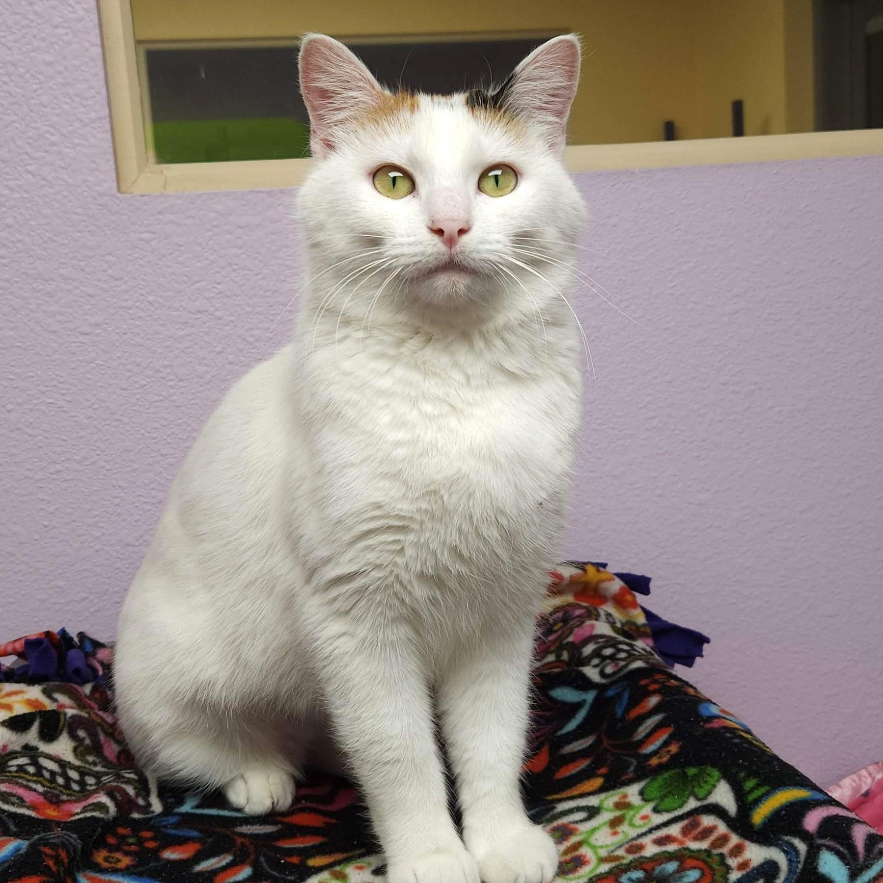 Enlarge Gingerbread, an adopted Calico in Marshfield, WI image 4/6