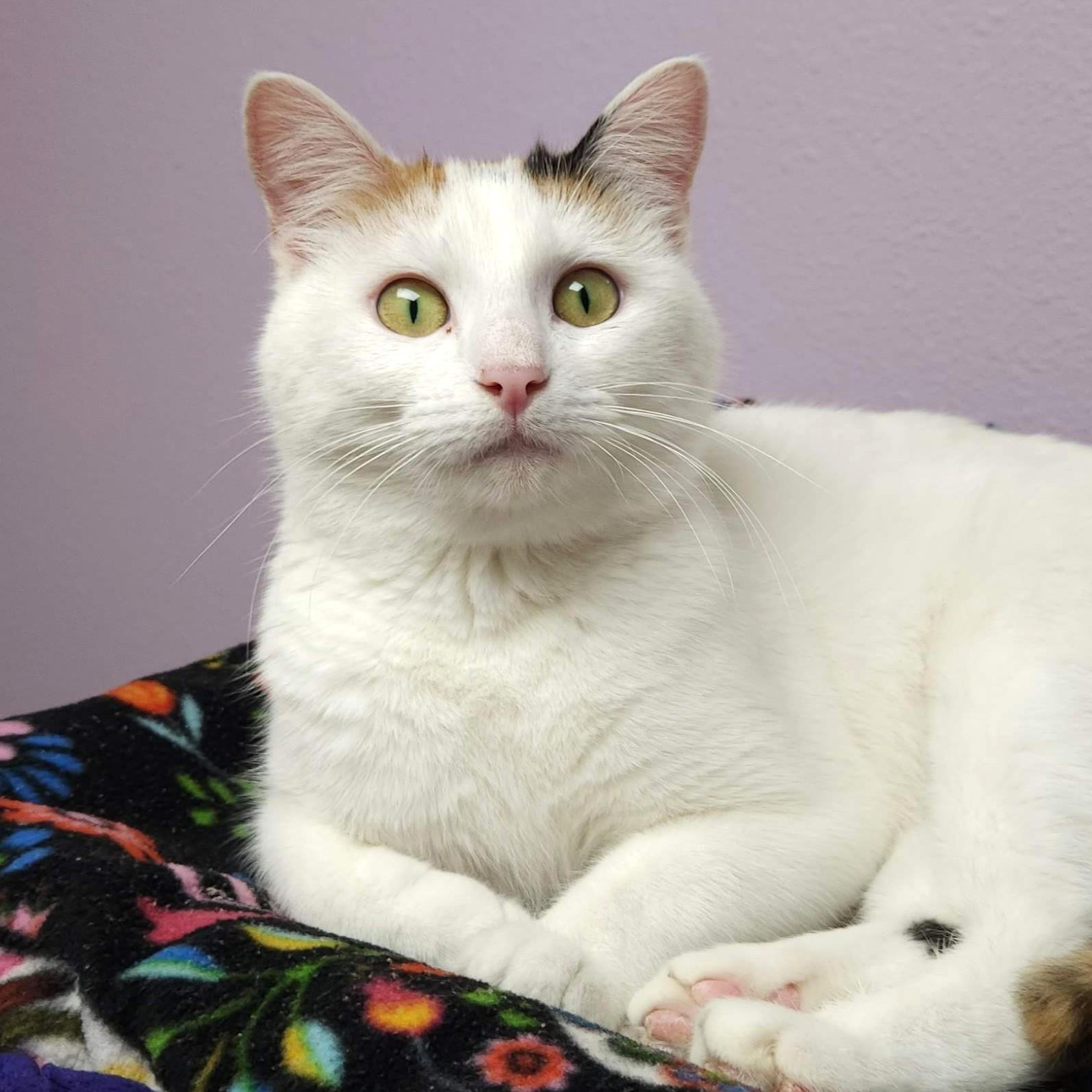Enlarge Gingerbread, an adopted Calico in Marshfield, WI image 3/6