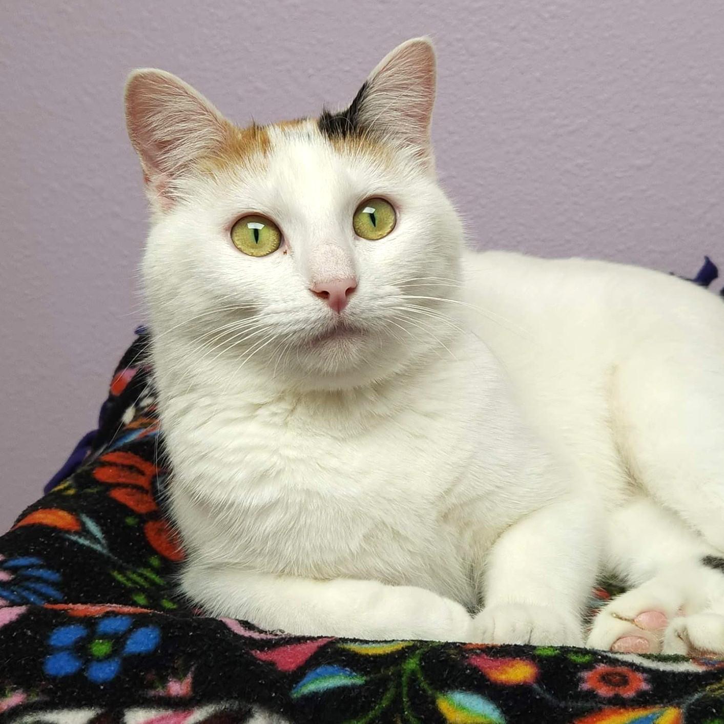 Enlarge Gingerbread, an adopted Calico in Marshfield, WI image 5/6