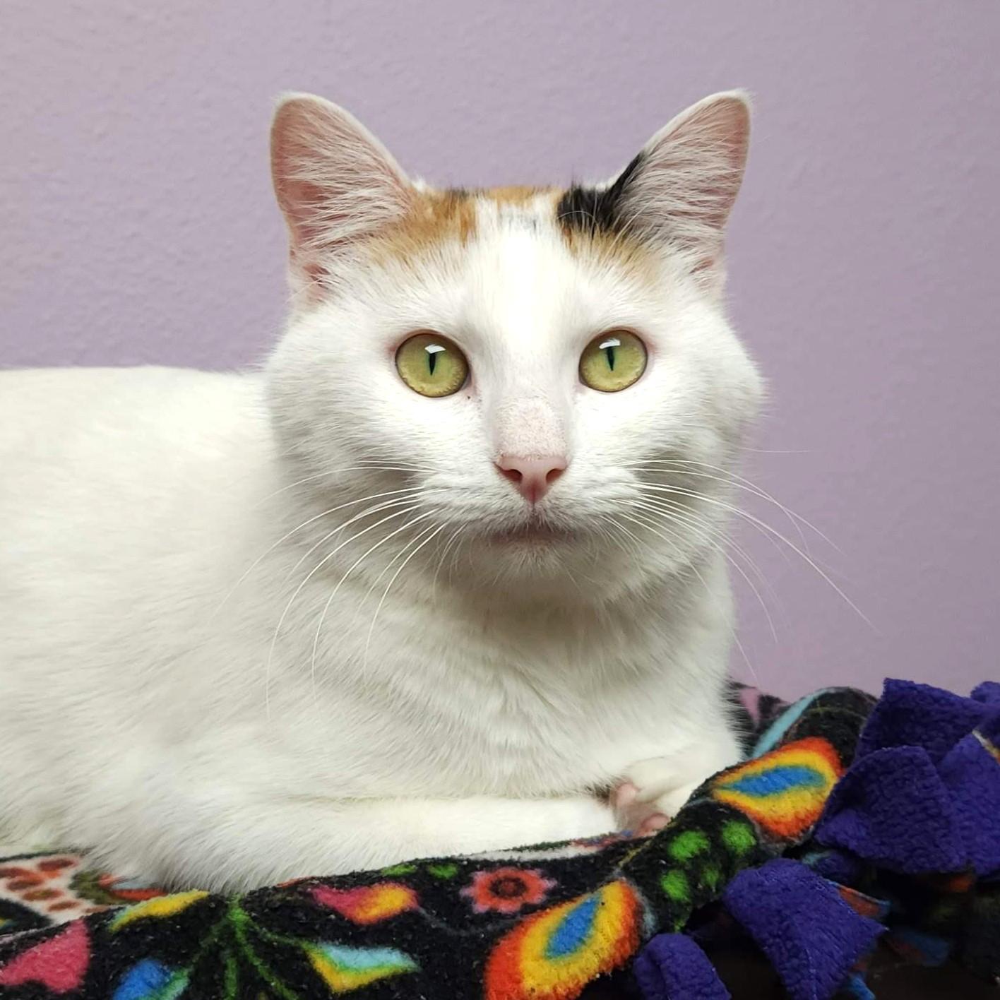 Enlarge Gingerbread, an adopted Calico in Marshfield, WI image 2/6