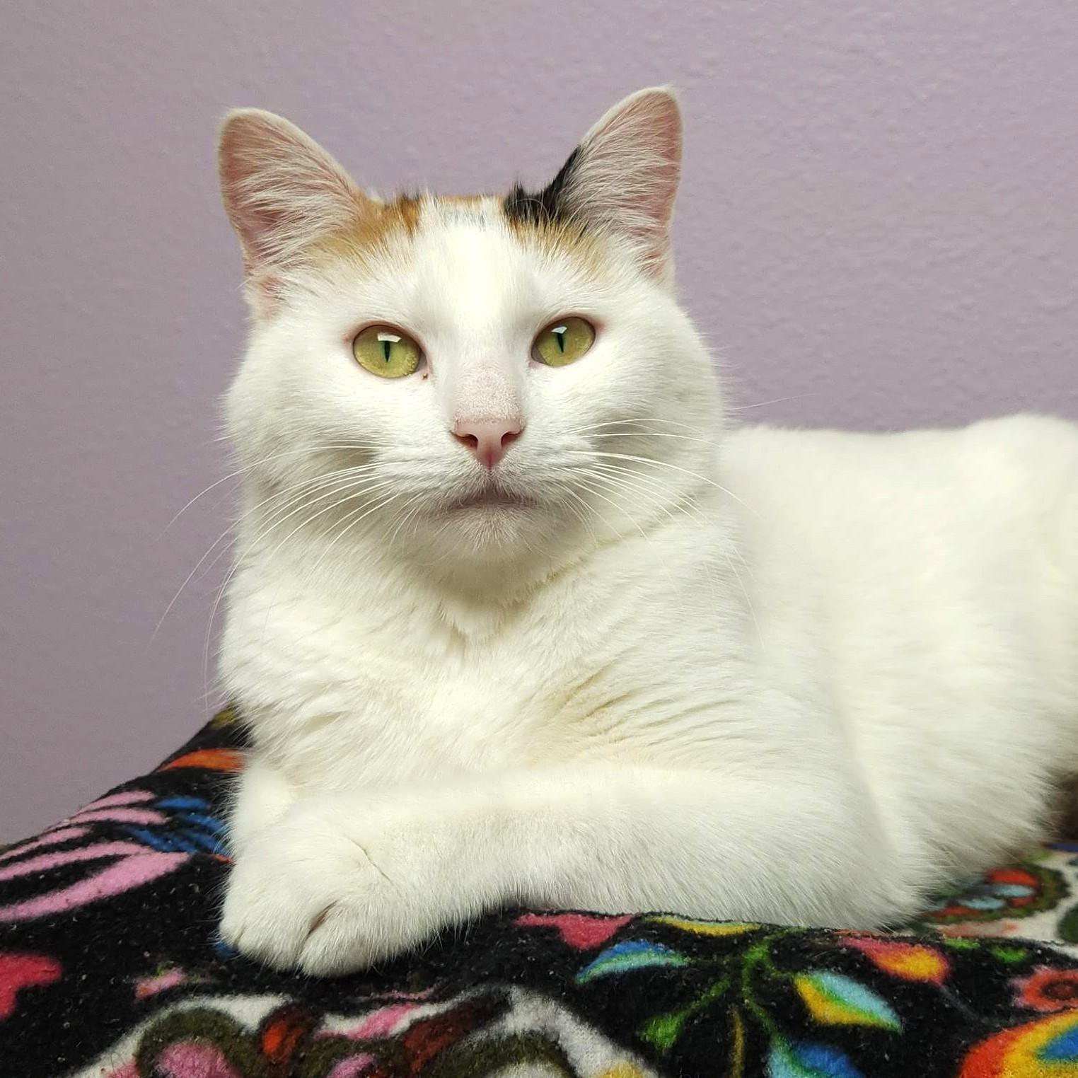 Enlarge Gingerbread, an adopted Calico in Marshfield, WI image 1/6