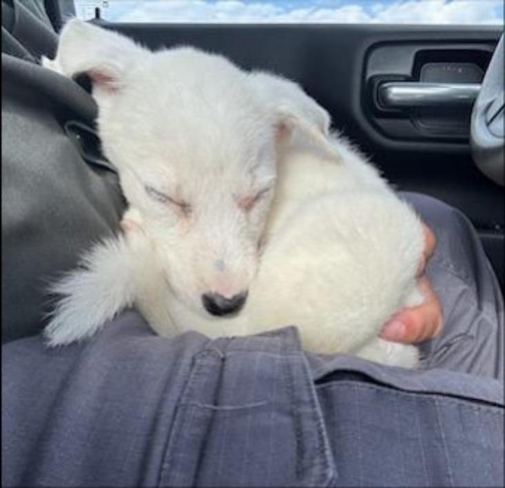 Enlarge Gillie, a Adoptable mixed breed in Thompson Falls, MT image 2/5