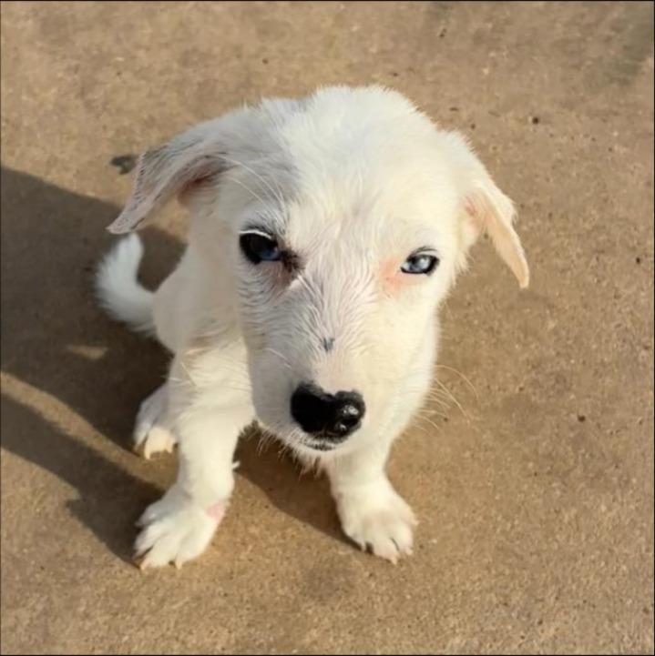 Enlarge Gillie, a Adoptable mixed breed in Thompson Falls, MT image 3/5