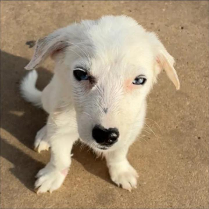 Enlarge Gillie, a Adoptable mixed breed in Thompson Falls, MT image 4/5