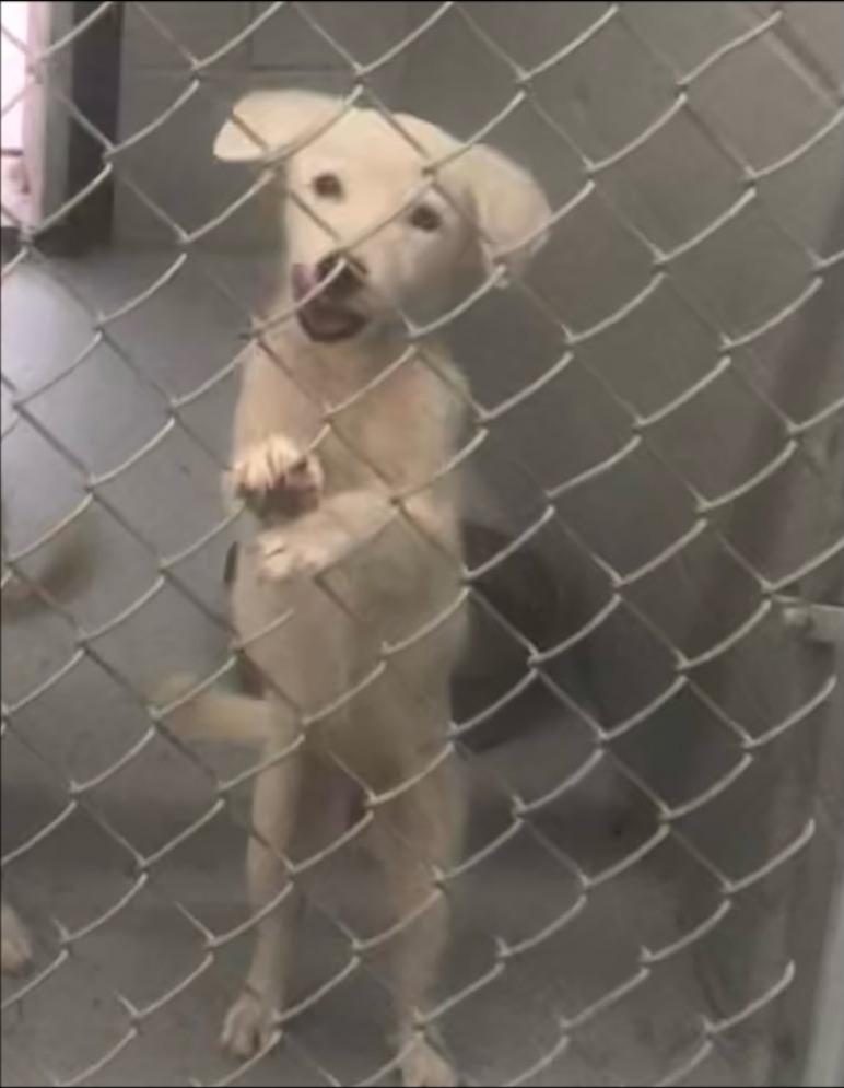 Enlarge Gillie, a Adoptable mixed breed in Thompson Falls, MT image 5/5