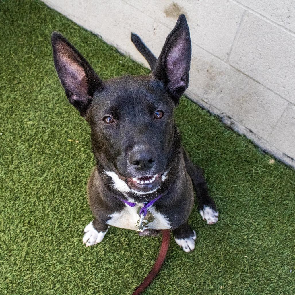 Enlarge Foxie, a Adoptable Mixed Breed in Los Angeles, CA image 1/6