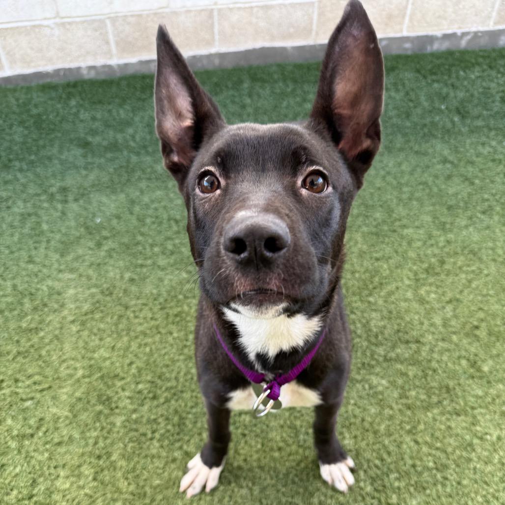 Enlarge Foxie, a Adoptable Mixed Breed in Los Angeles, CA image 3/6