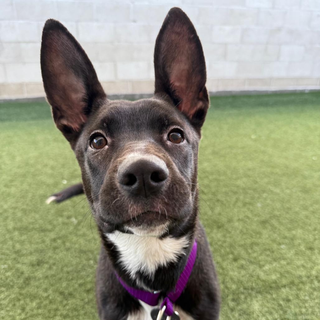 Enlarge Foxie, a Adoptable Mixed Breed in Los Angeles, CA image 6/6