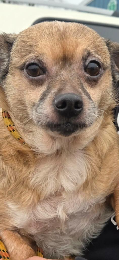 Enlarge Chonkers, a Adoptable mixed breed in Olney, IL image 1/1