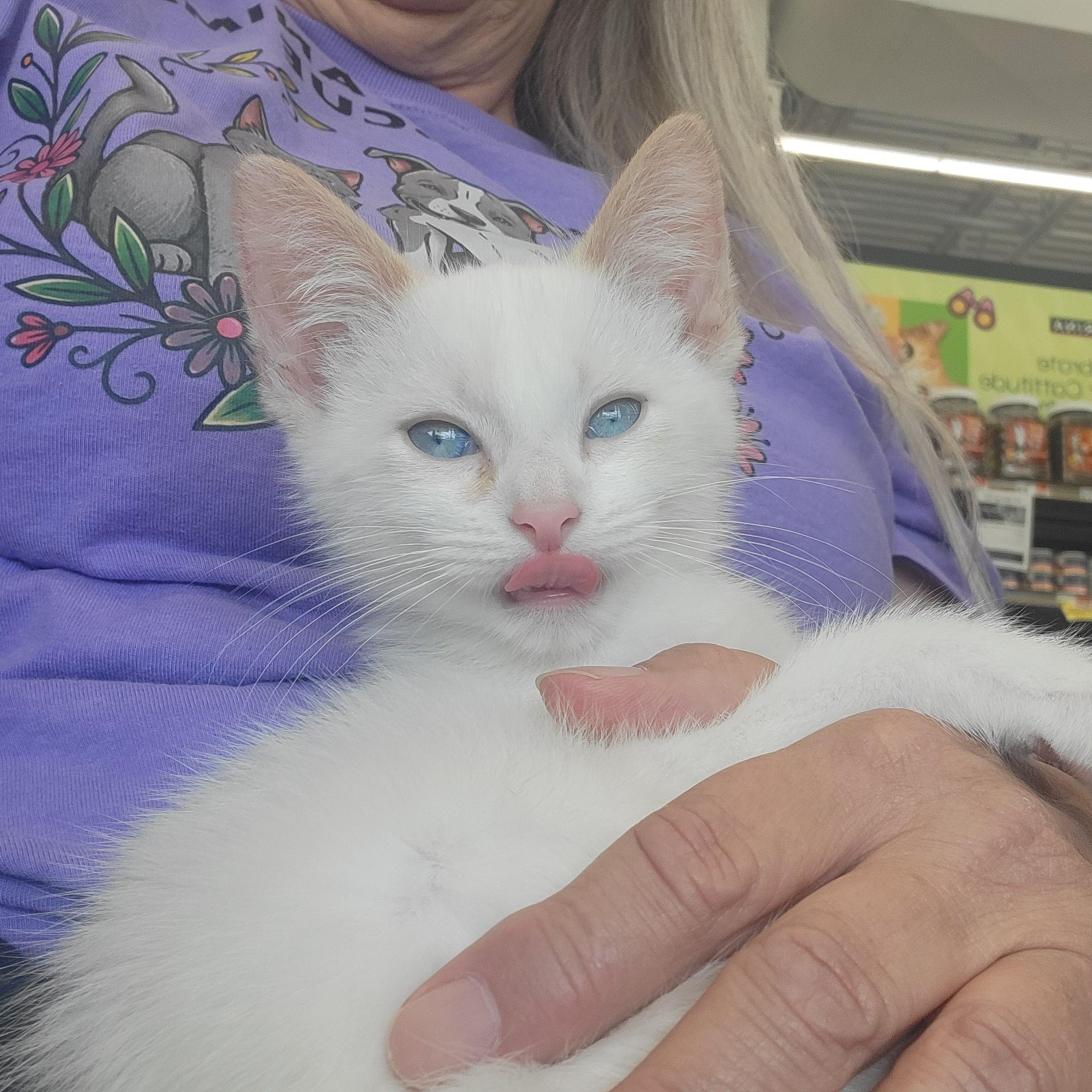 Enlarge Banjo Adopted 6.27.26, an adoptable Siamese in Wyandotte, MI image 3/6