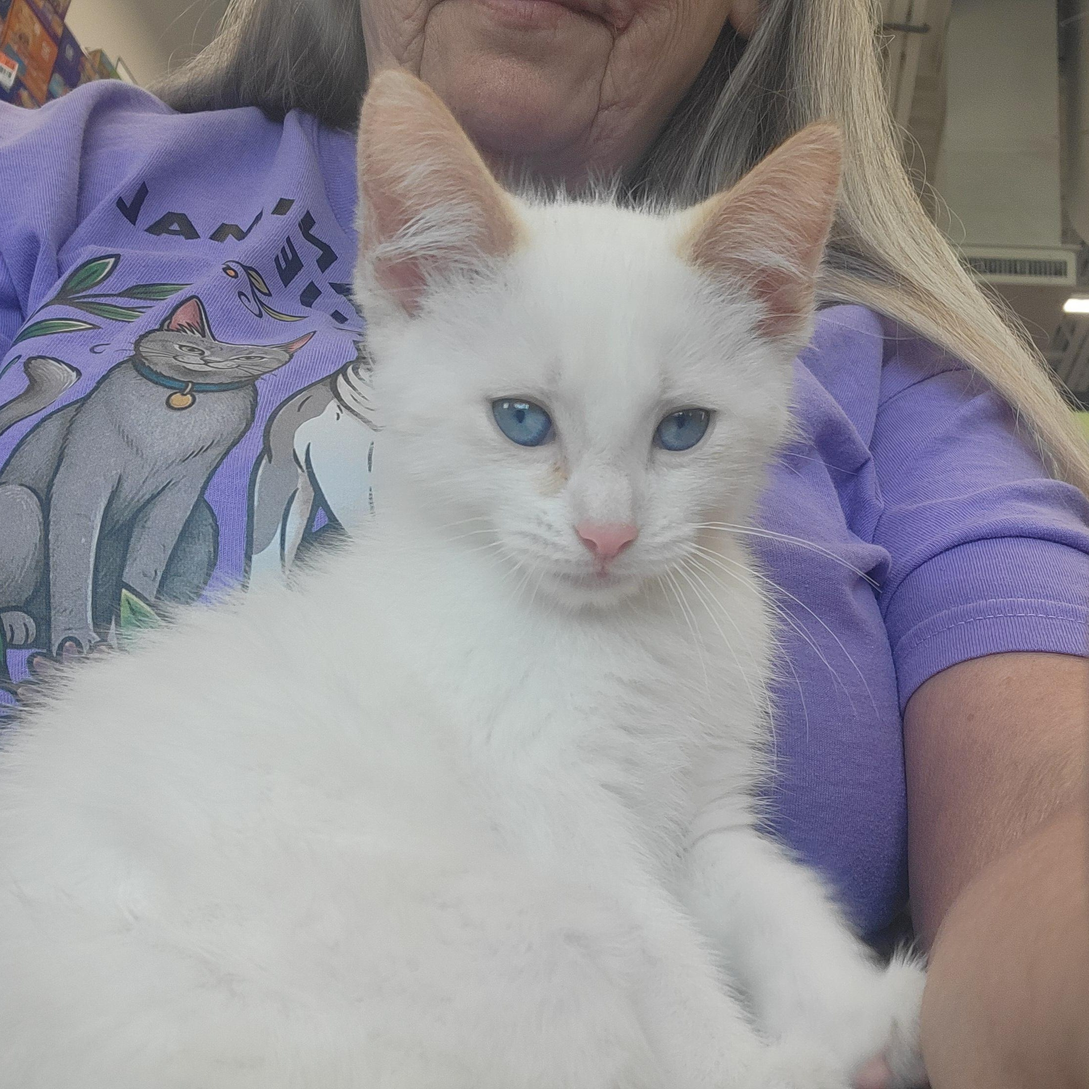 Enlarge Banjo Adopted 6.27.26, an adoptable Siamese in Wyandotte, MI image 4/6