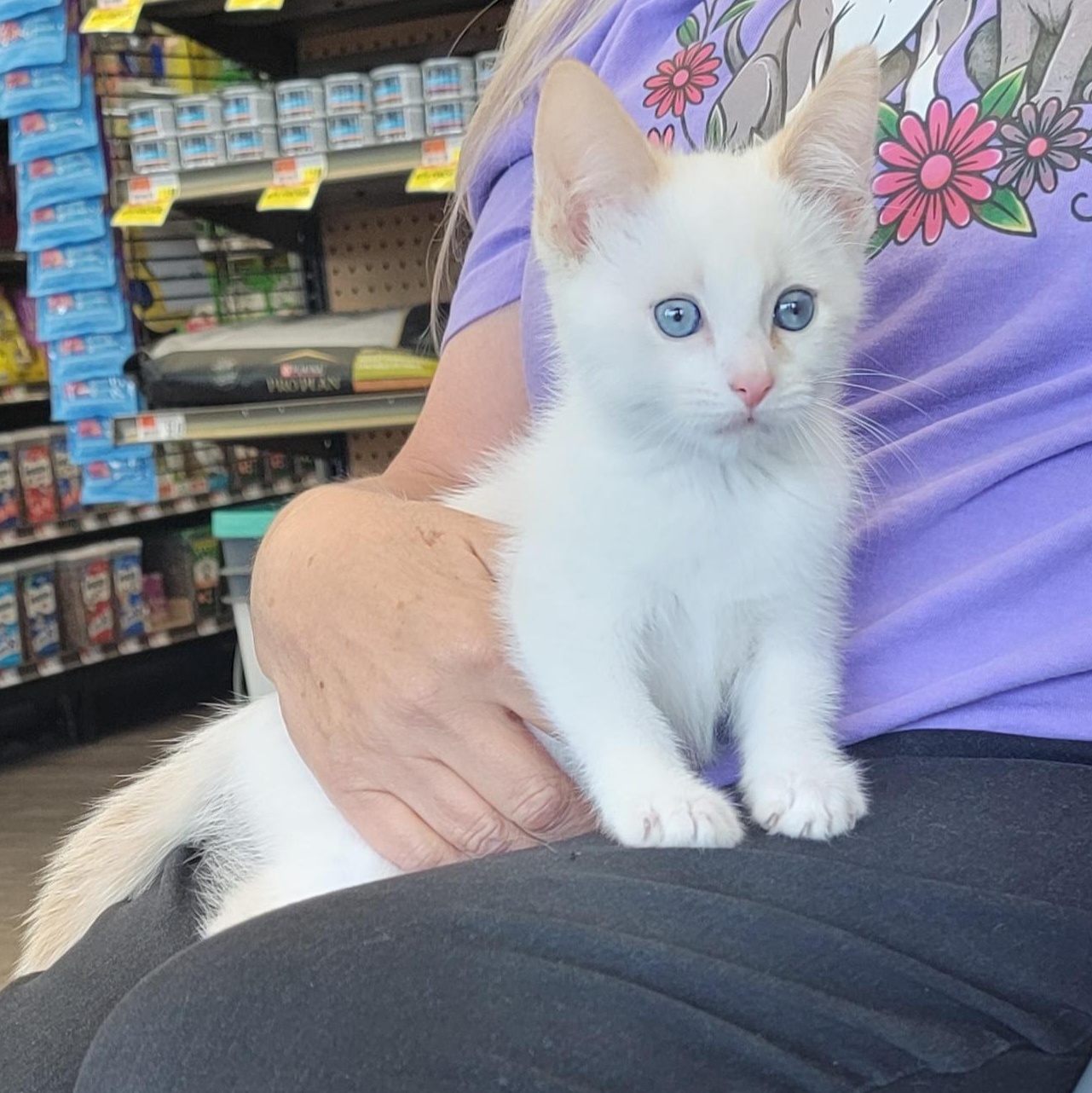Banjo Adopted 6.27.26, adoptable, Kitten Male Siamese.