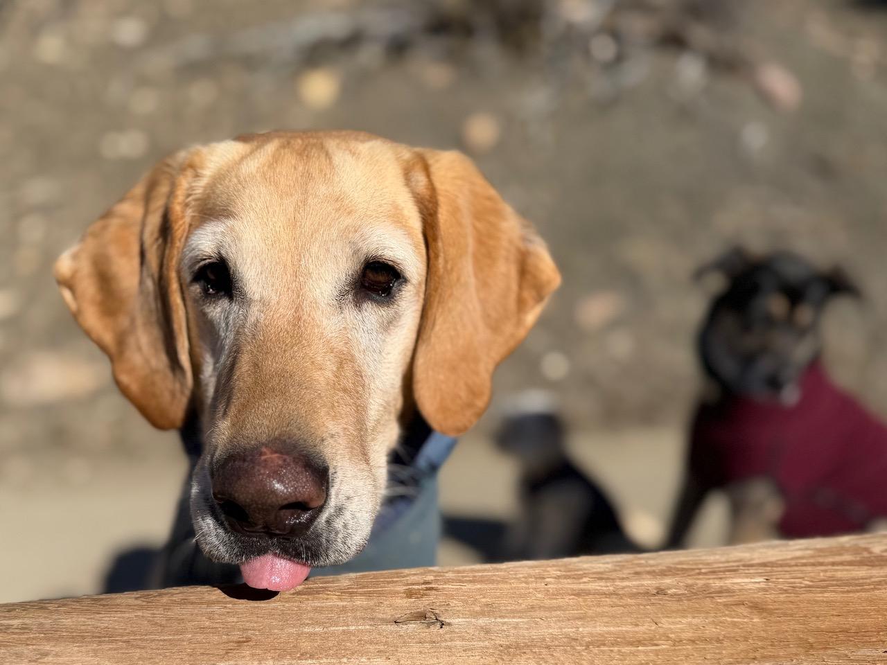 Enlarge Ellie and Chip - bonded pair, a ADOPTABLE Yellow Labrador Retriever in Boulder, CO image 3/6